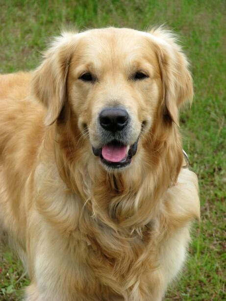 golden breed dog price