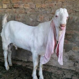 Raising Gulabi Goat(2023): Ultimate Guide For Beginners