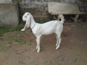 Gulabi Goat Baby