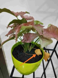 Syngonium Leaves Drying