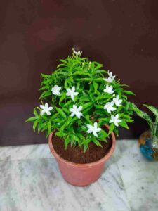 Miniature Chandni Flower Plant