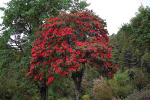 National Flower Of Nepal Rhododendron