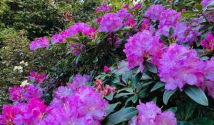 Pink Rhododendron