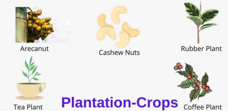 What Are The Main Examples Of Plantation Crops