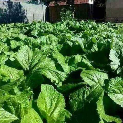 Vegetables Name In Nepali And English