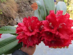 Red Rhododendron