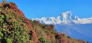 National Flower Of Nepal Rhododendron