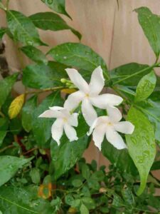 Single Chandni Flower