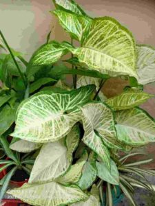 Syngonium Pink: Plant Care And Propagation