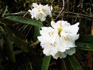 White Rhododendron