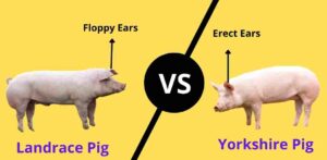 Difference between Yorkshire and Landrace