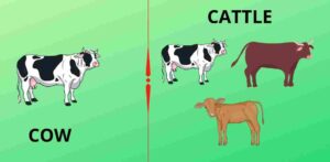 difference between cattle and cow, cattle vs cow