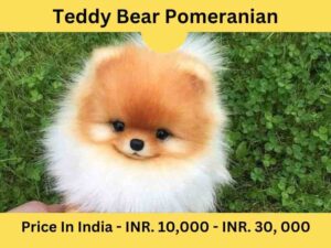 Teddy Bear Pomeranian Price In India 