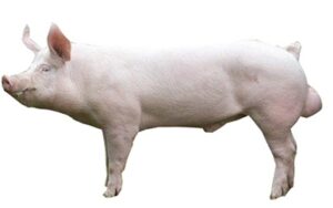 Yorkshire Pig, Types Of Pigs