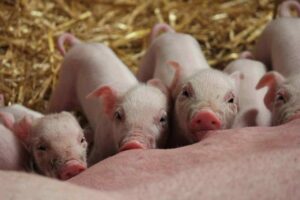 Care And Management Of Newly Born Piglets