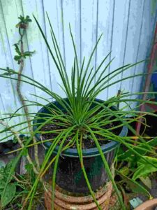 Agave Geminiflora