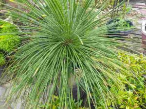 Agave Geminiflora