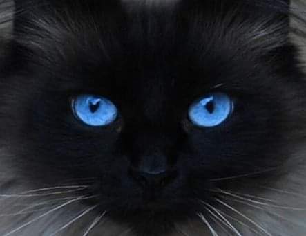 Black Cats With Blue Eyes