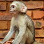 Price Of Pet Monkey (2022 Price Guide)