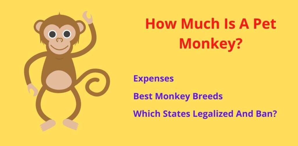 How much is a pet monkey