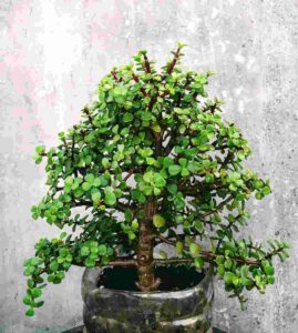 Jade Plant, Jade Plant Benefits