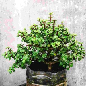 Jade Plant