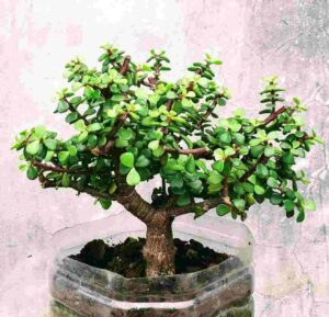 Jade Plant Bonsai