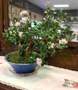 Jade Plant Flowering