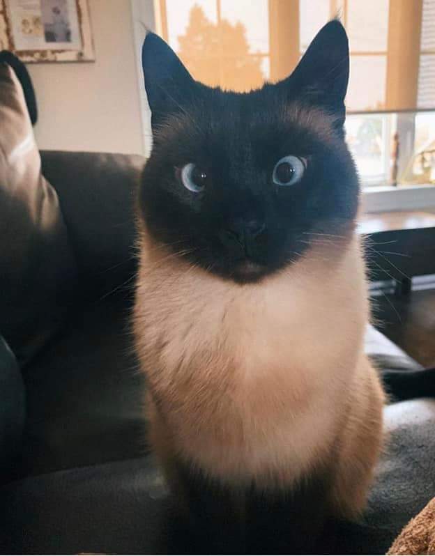 Siamese