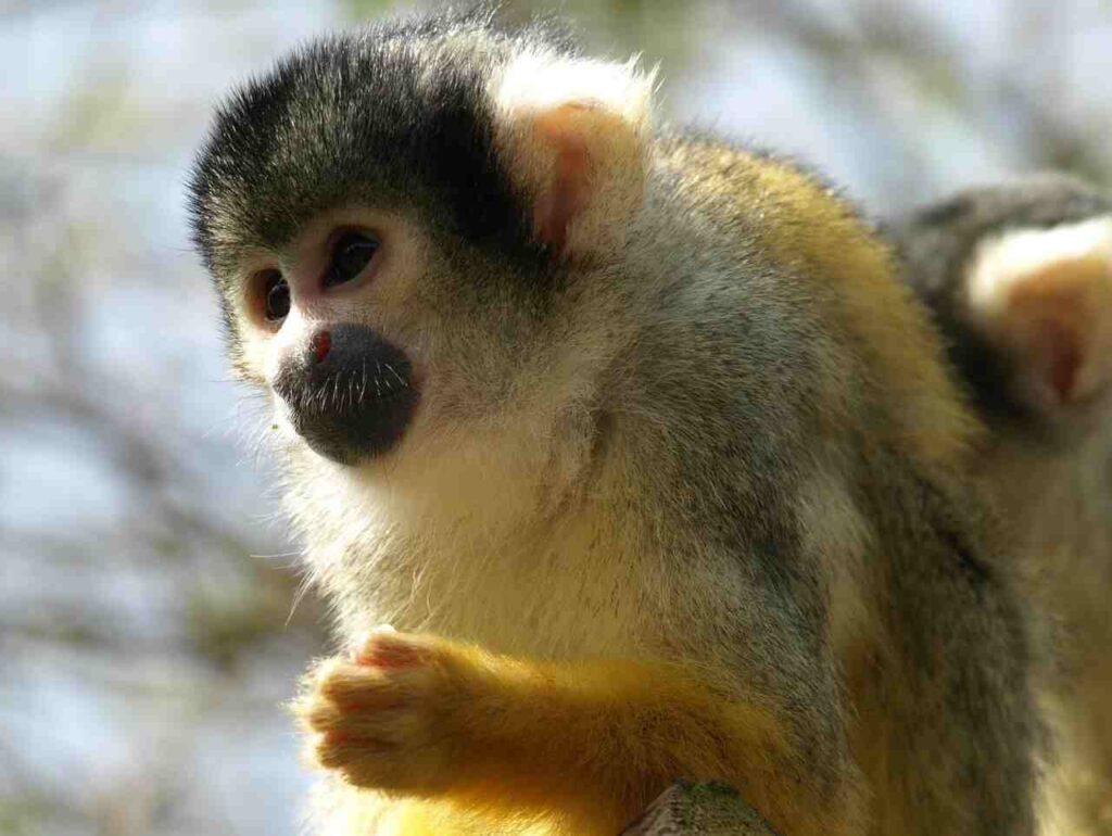 pet monkey breeds in india