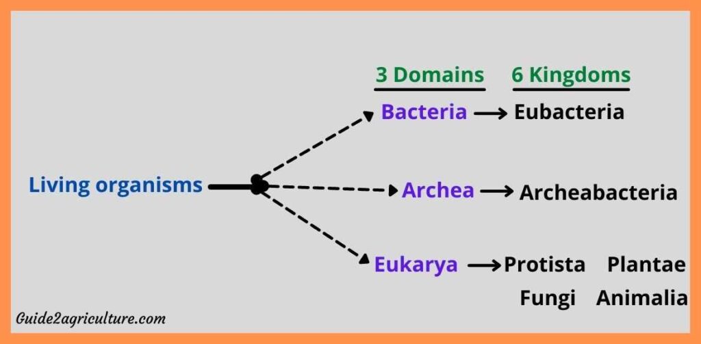 What are the 3 domains of life and their characteristics? Three Domain  Classification by Carl Woese