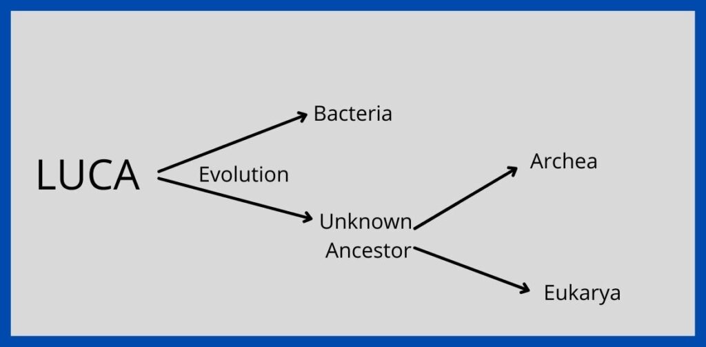 Evolution of 3 Domains by Carl Woese