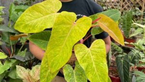 Philodendron Painted Lady