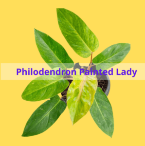 Philodendron Painted Lady