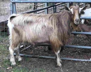 Toggenburg Buck