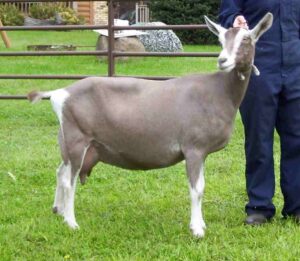 Toggenburg Goat: Characteristics, Origin And Uses