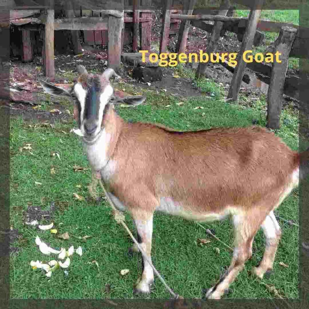 toggenburg-goat-characteristics-origin-and-uses