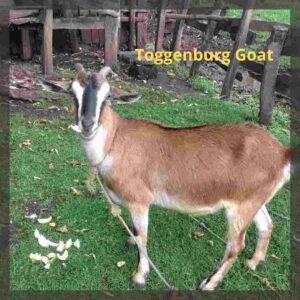 Toggenburg Goat