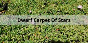 Dwarf Carpet Of Stars