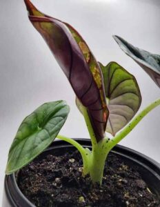 Alocasia Nebula Variegated