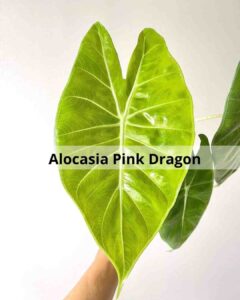 Alocasia Pink Dragon