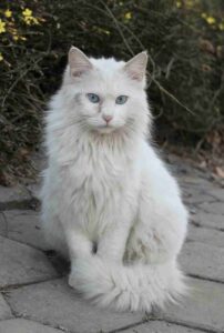 Angora Cat, White Cats With Blue Eyes