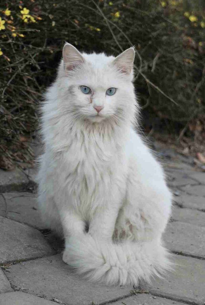 White Cats With Blue Eyes: Breeds And Price