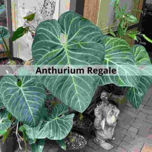 Anthurium Regale