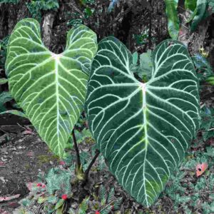 Anthurium Regale