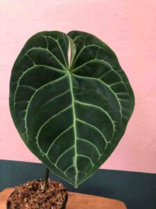 Anthurium-regale