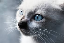 Balinese Cat