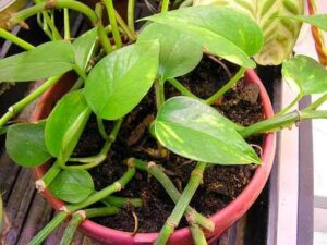 Big Leaf Money Plant