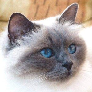 Birman Cat