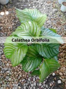 Calathea Orbifolia